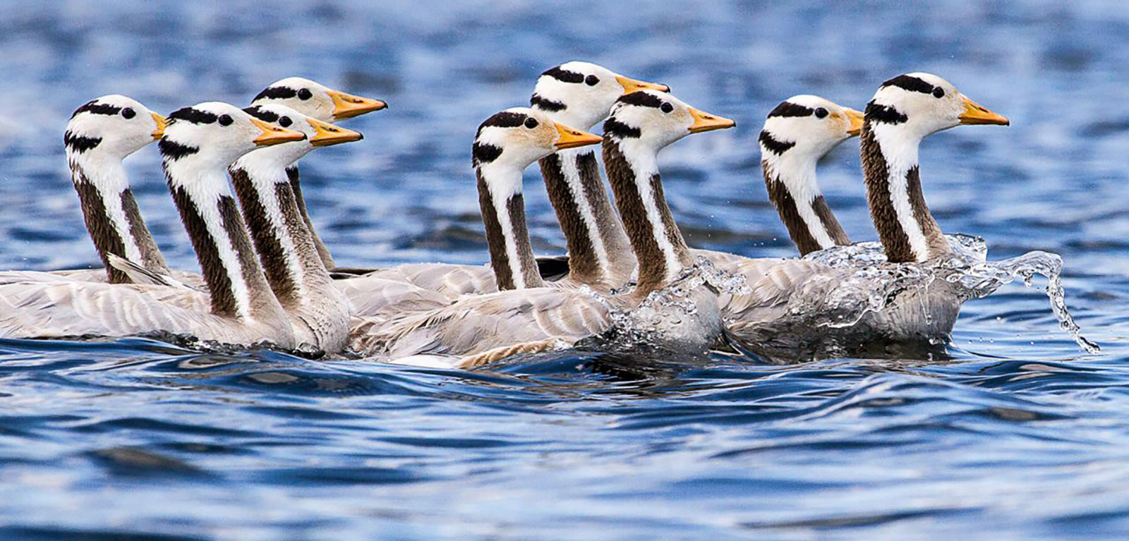 Bar-Headed Geese - Photo Courtesy of Bruce Moffat