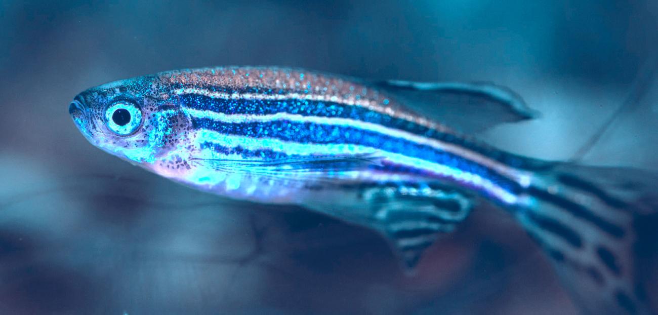 Fish Training Steps | Animal Care and Use Program