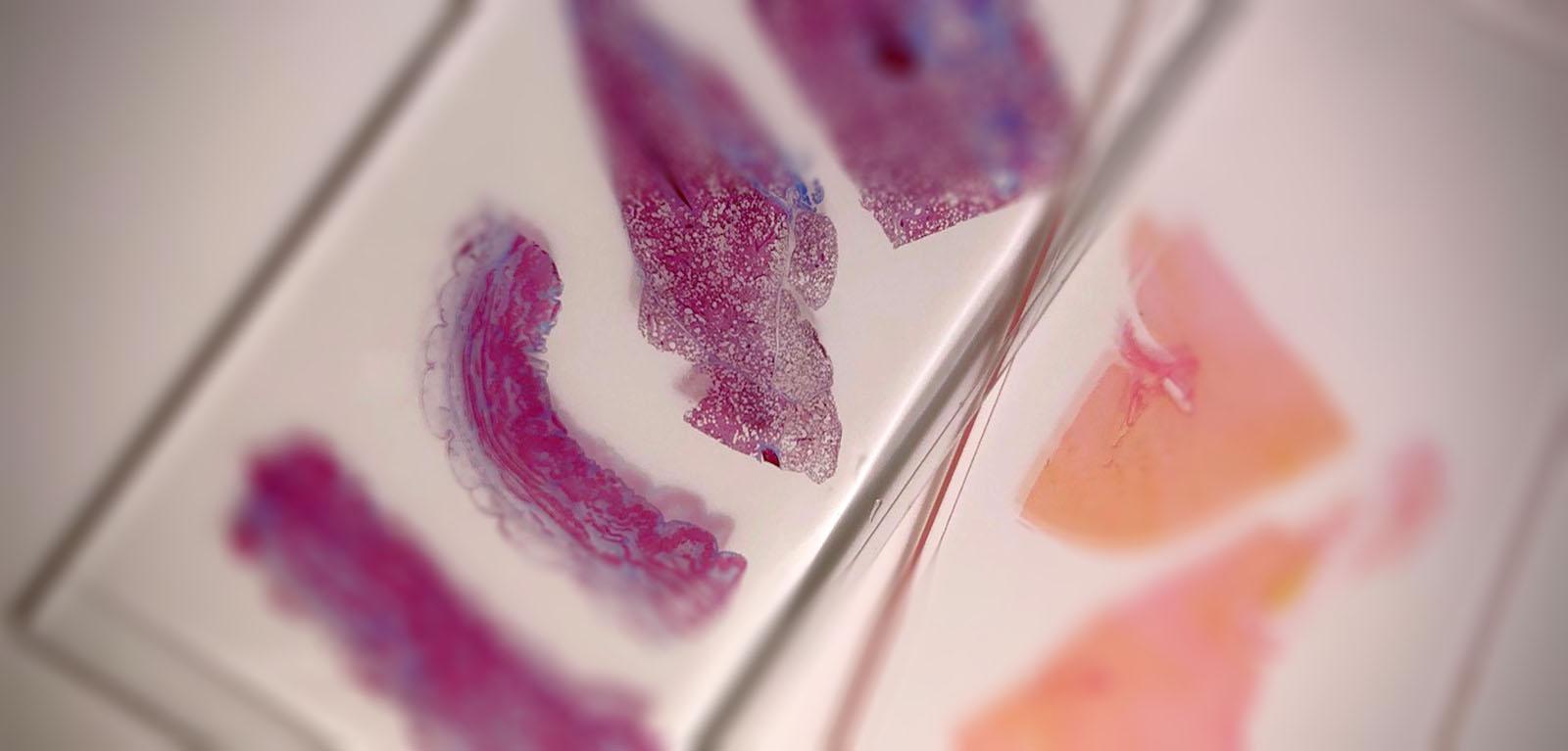 Laboratory Sample Submission Guidelines Animal Care and Use Program