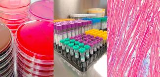 Diag-Histo-Lab5_0.jpg Diag-Histo-Lab5_0.jpg